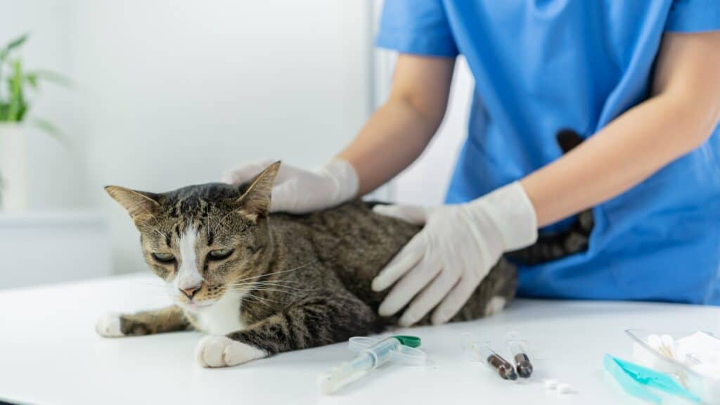 Vet surgeon. Cat on examination table of veterinarian clinic. Veterinary care. Vet doctor and cat.